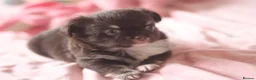Chihuahua dogs for sale: Quality KC Registered chihuahua Boys  - Advert 14