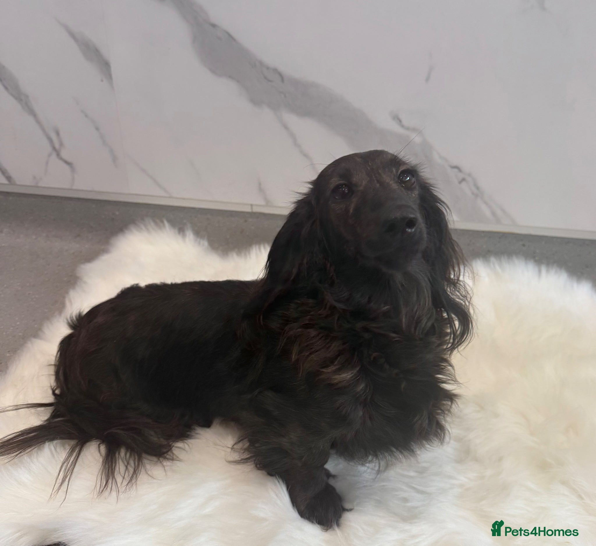 Miniature Dachshund dogs KC Registered Miniature Dachshunds at Westfena  - Advert 2