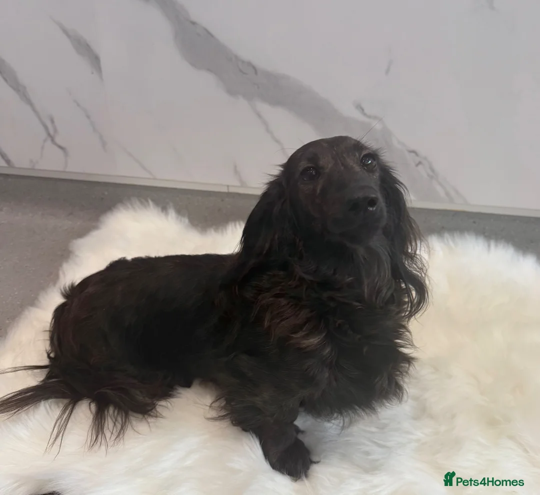 Miniature Dachshund dogs for sale: KC Registered Miniature Dachshunds at Westfena  - Advert 2