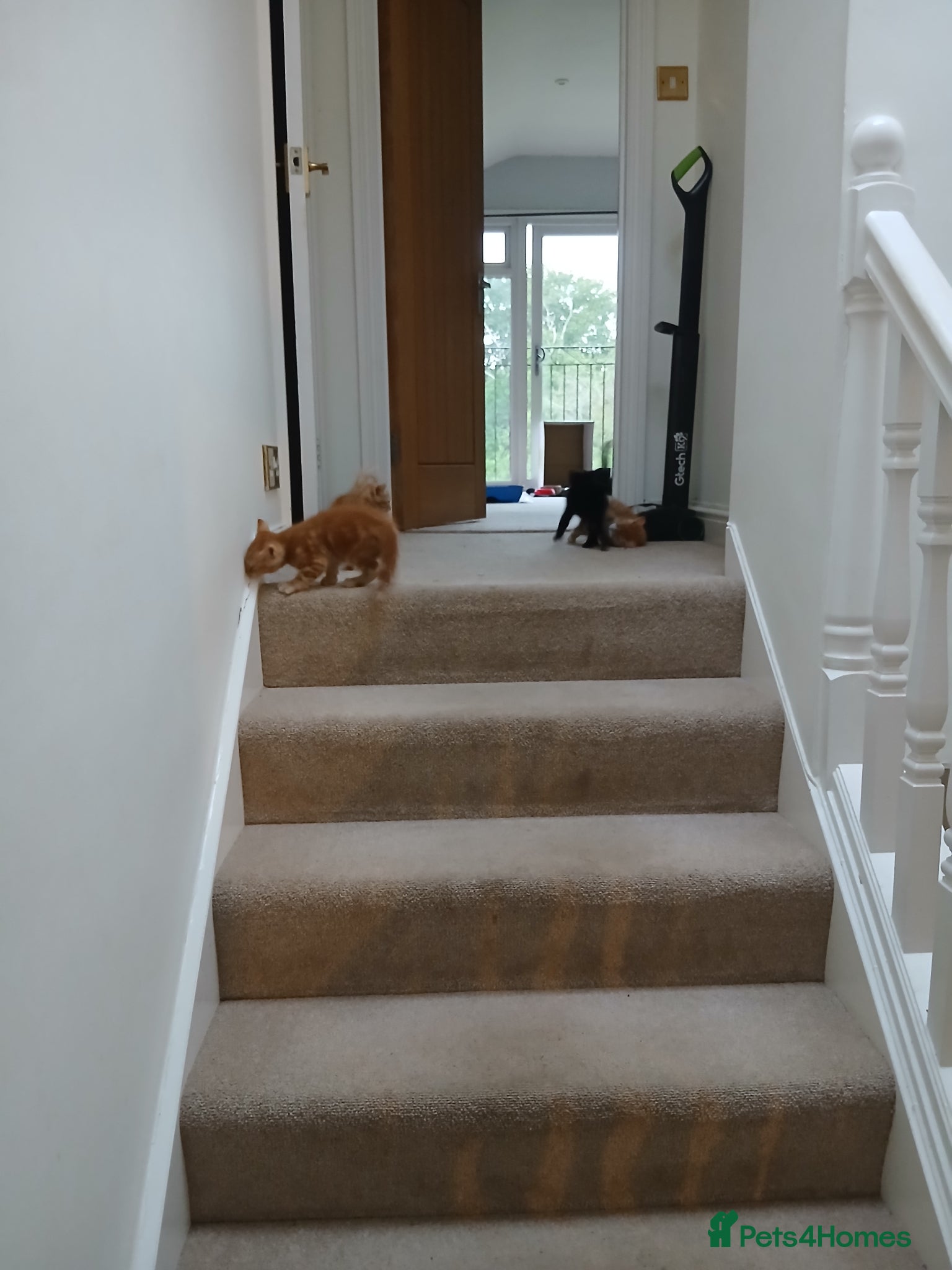 Mixed Breed cats for sale: 5 beautiful kittens - Advert 8