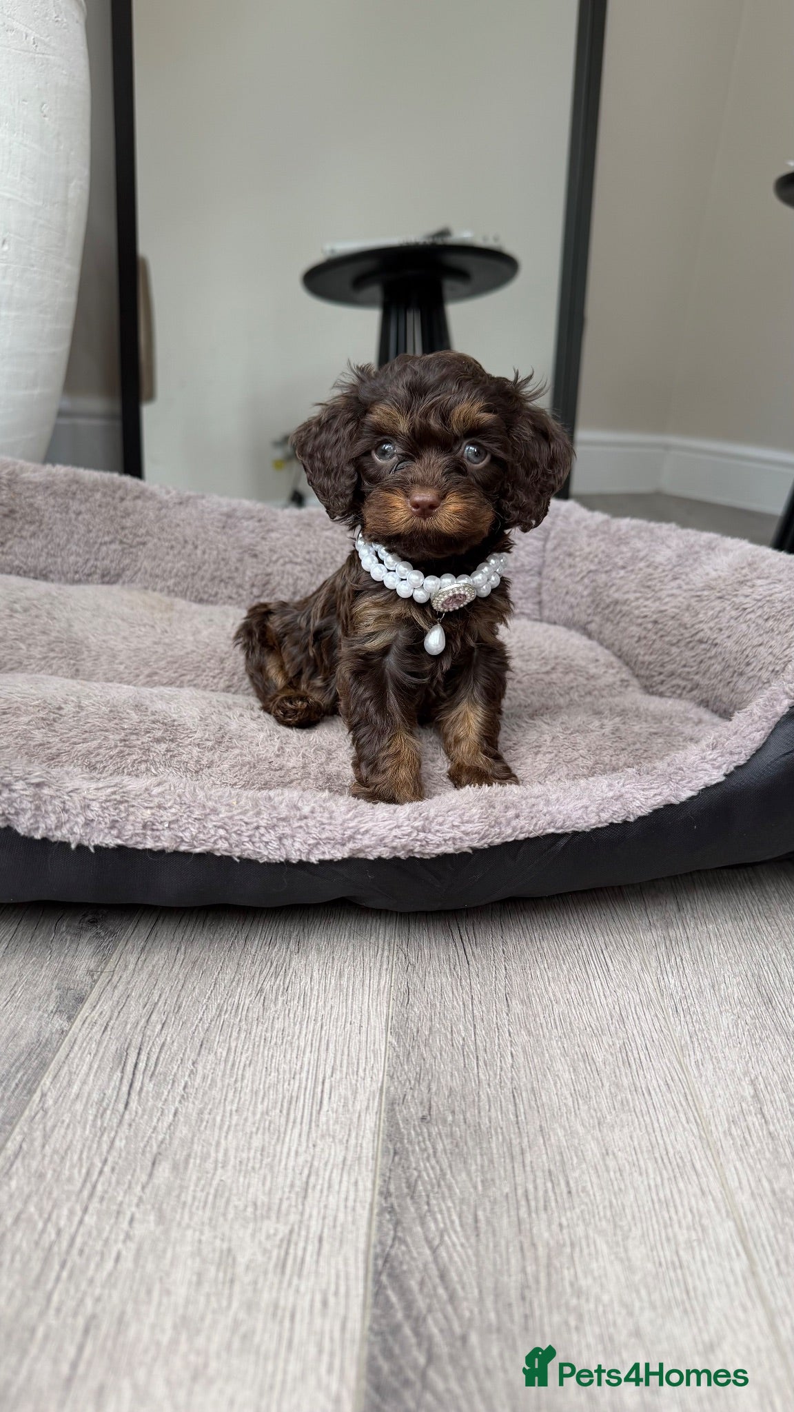 Cavapoo dogs Chocolate Cavapoos amazing quality - Advert 15