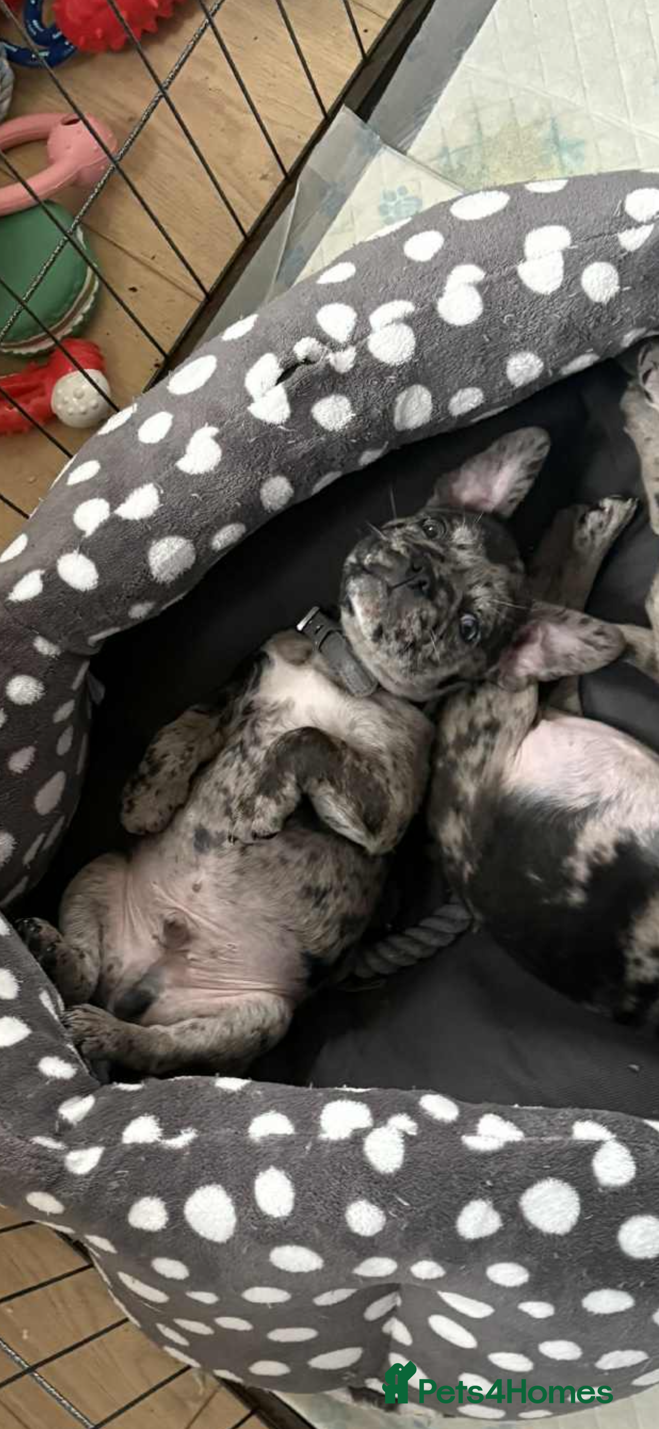 Frug dogs Puppy Merle pug  - Advert 1