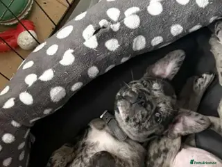 Frug dogs Puppy Merle pug - Advert 1