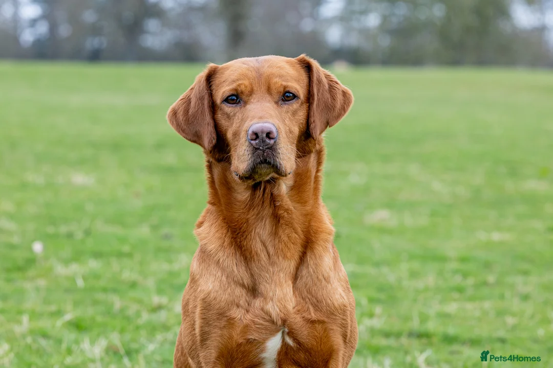 Labrador Retriever dogs for stud: 🔸DARK RED WORKING STUD KC & FULLY HEALTH TESTED🔸 in Hawes - Advert 33