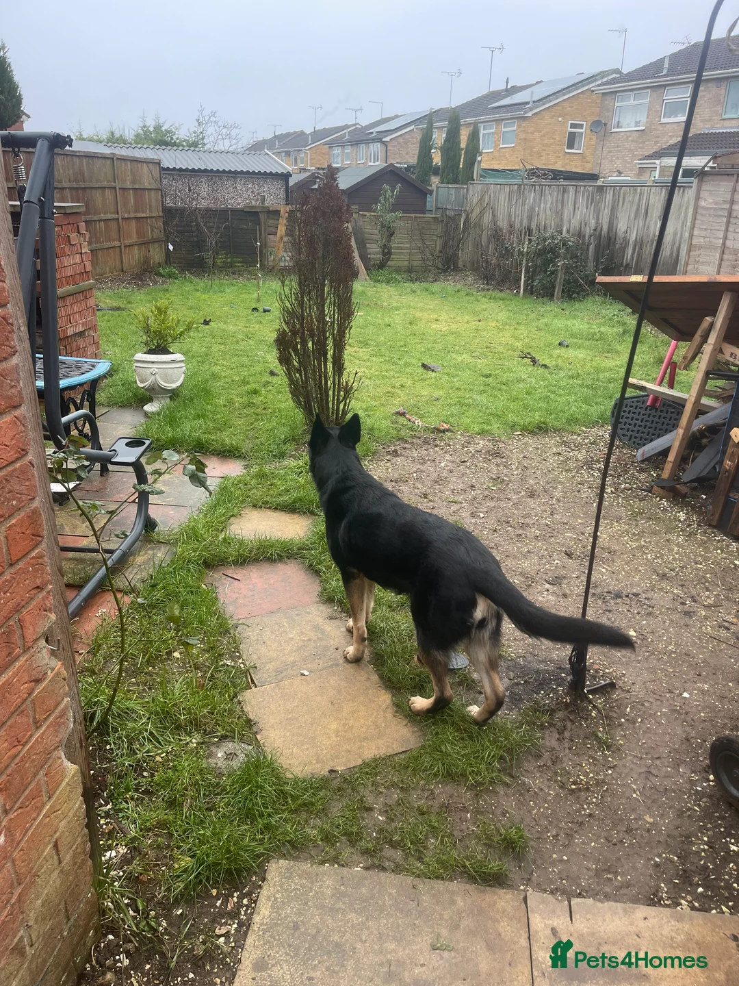 German Shepherd dogs for sale: Nala Black/Brown  - Advert 4