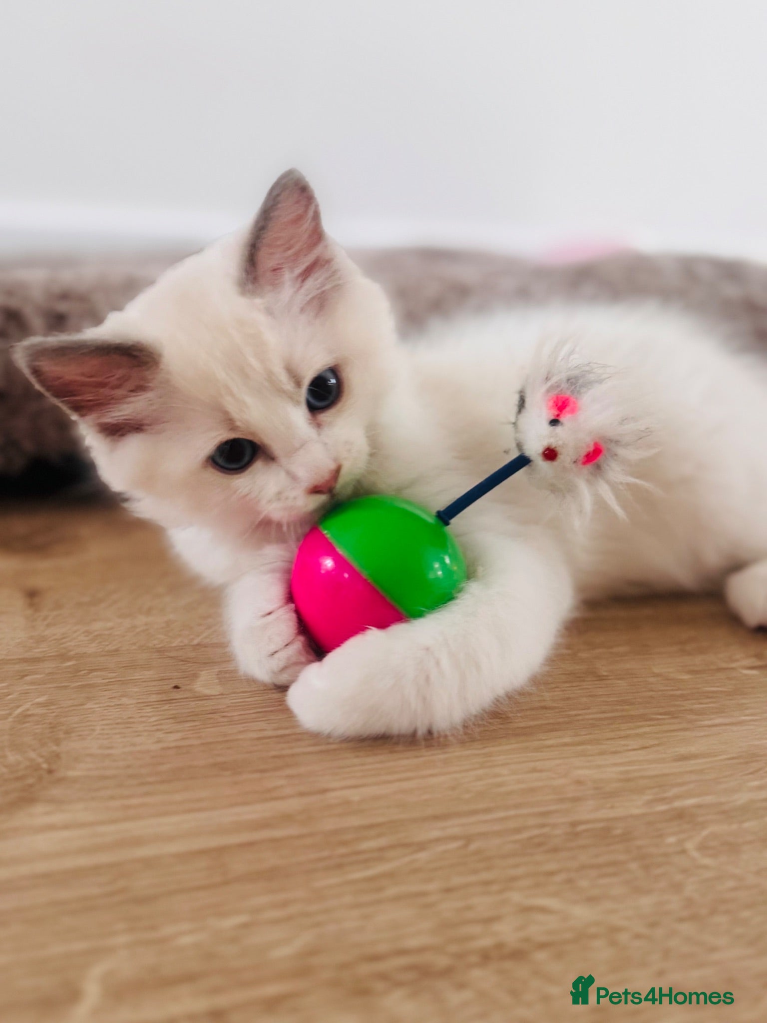 Ragdoll cats High white blue/lilac Bi-Colour Ragdoll Kittens    - Advert 1