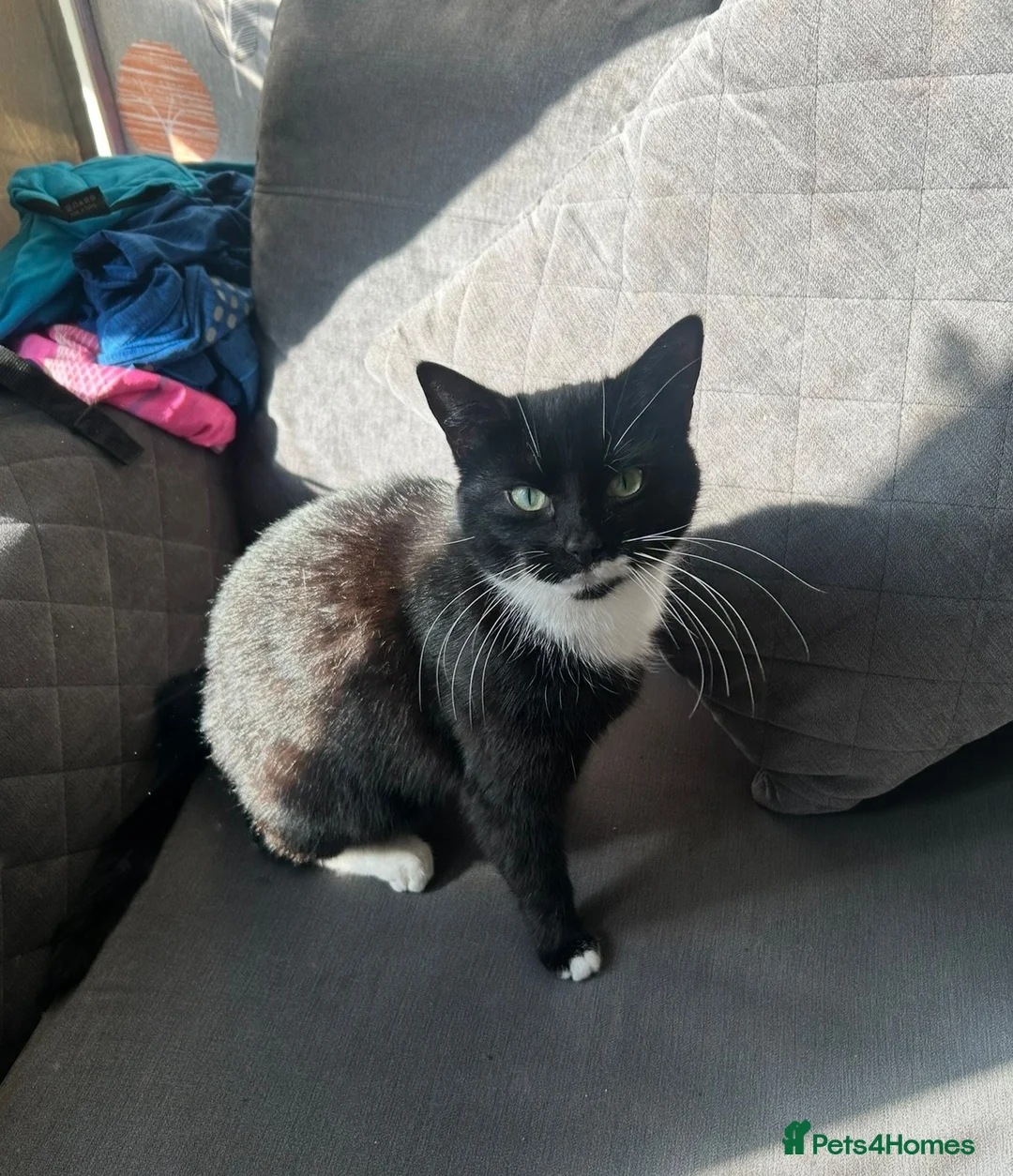 Mixed Breed cats for sale: 2 beautiful kitten  in Newcastle upon Tyne - Advert 2