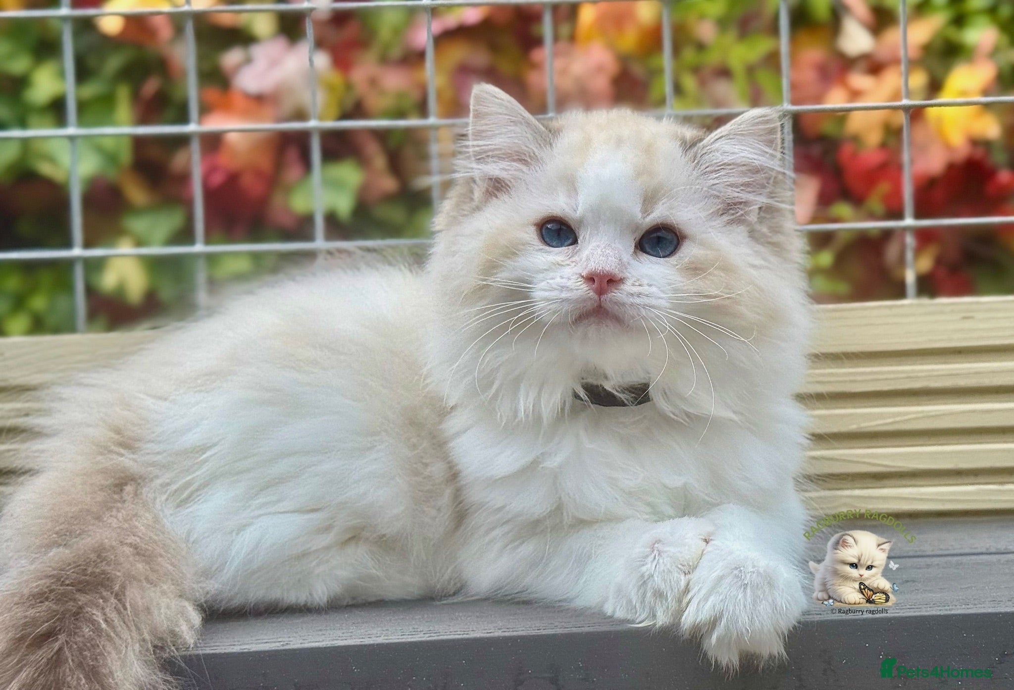 Ragdoll cats READY TO GO 1 left  (£900) available(TIMEWASTERS)  - Advert 2