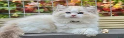 Ragdoll cats for sale: READY TO GO 1 left  (£900) available(TIMEWASTERS)  - Advert 2