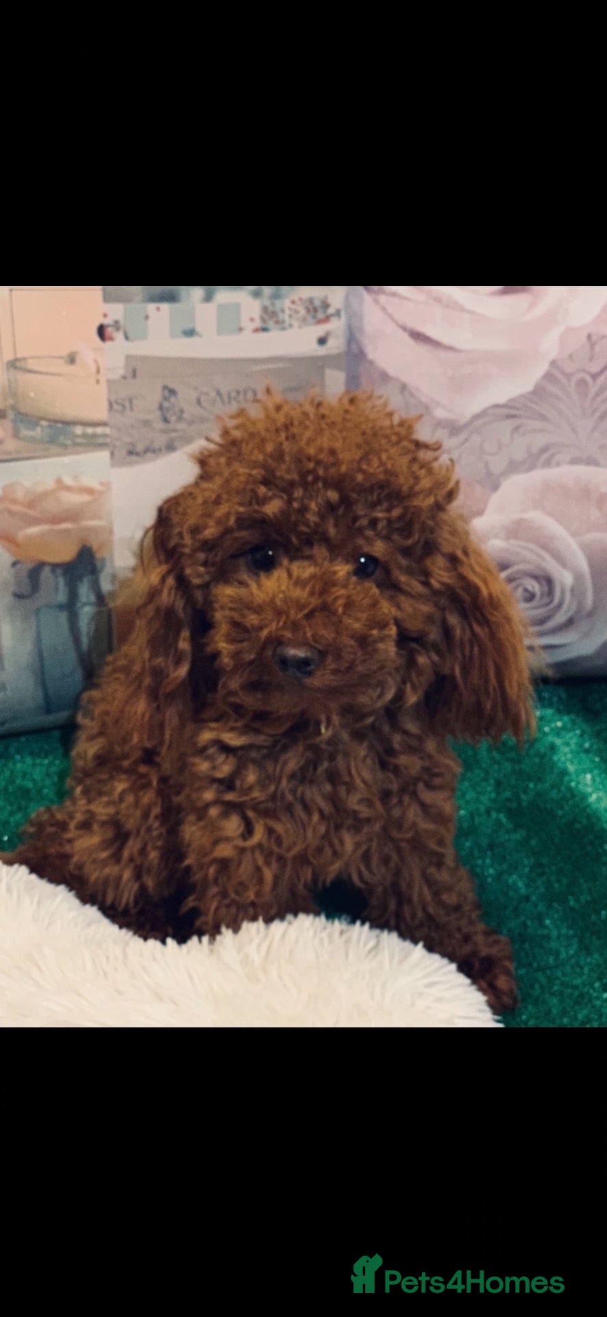 Poodle dogs Extensively Heath Tested Deep Red Tiny Toy Poodle - Advert 22