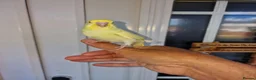 Budgerigars birds for sale: Super hand tamed baby budgies  - Advert 17
