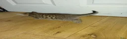 Bengal cats for sale: Rare Silver Smoke Bengal and Black Kittens. MALES - Advert 5