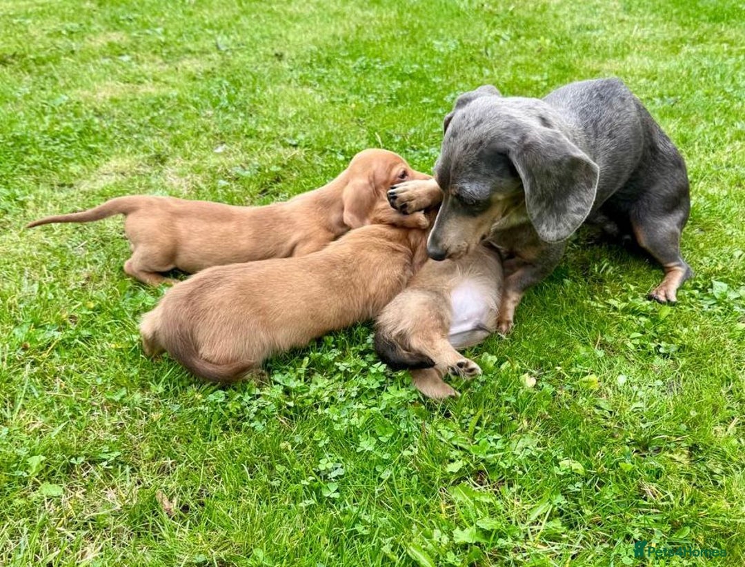 Miniature Dachshund dogs for sale: Red long haired shaded red  - Image 18