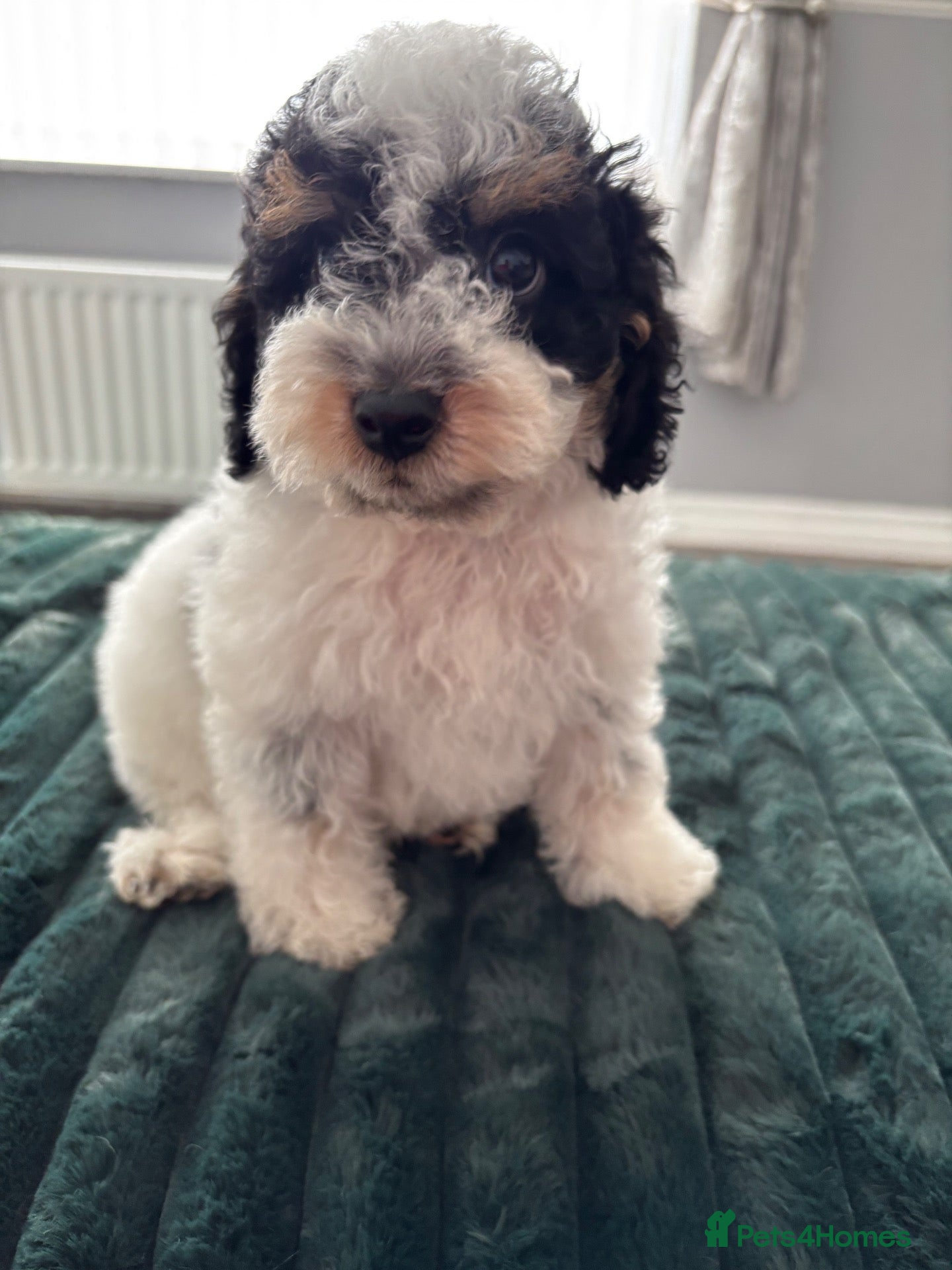 Cavapoo dogs tiny Cavapoo puppy 1 boy ready now  - Advert 1