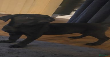 Labrador Retriever dogs - Advert 3