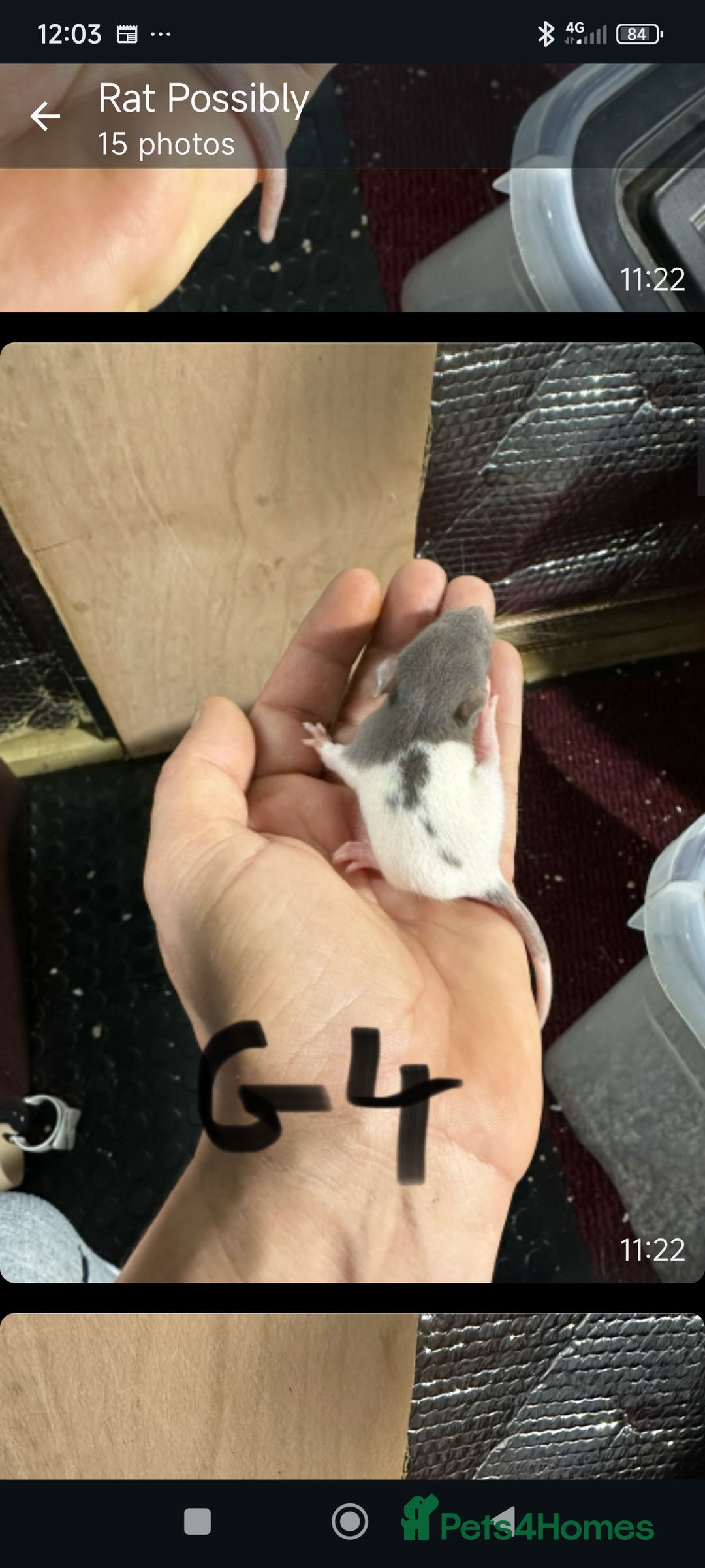 Rat rodents for sale: 4 gorgeous rats for adoption  - Advert 19