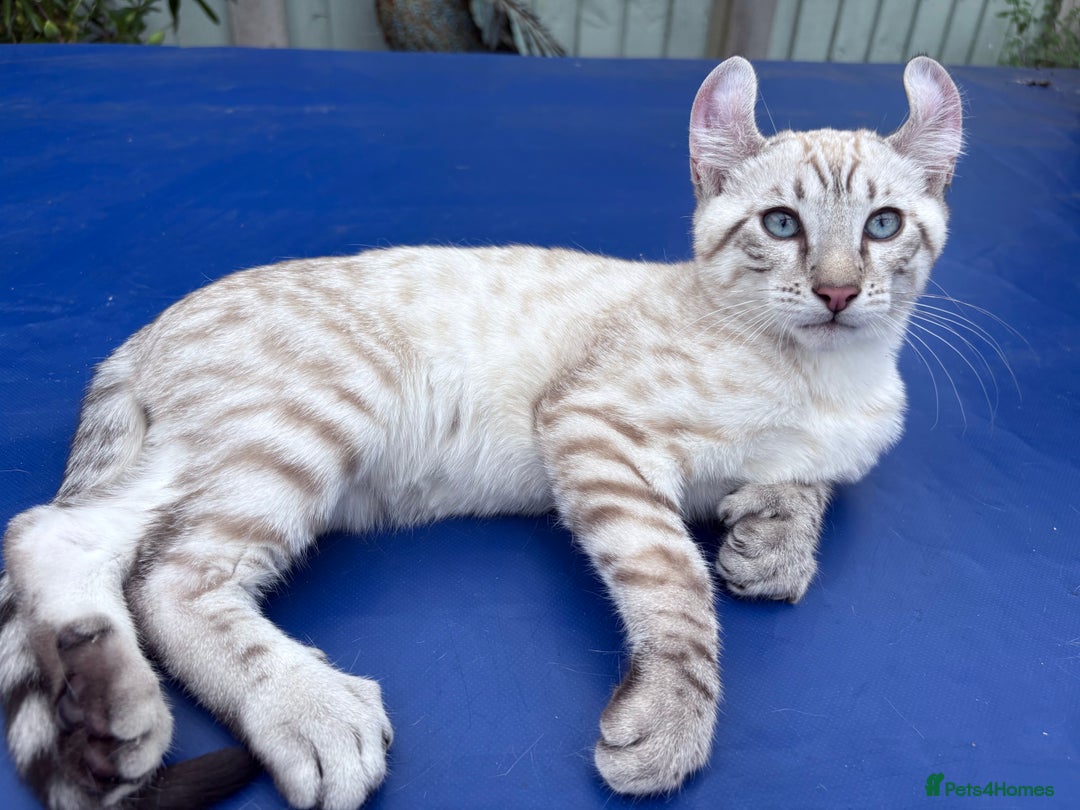 Keetso cats for sale: The best Keetso boy ever  - Image 12