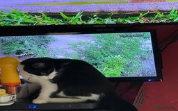 British Longhair cats for sale: Tuxedo Domestic Shorthair & Blue longhair - Image 4