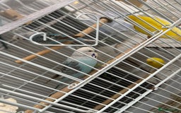 Budgerigars birds for sale: Budgies  - Advert 3