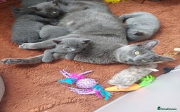 British Shorthair cats for sale: Beautiful grey kittens - ready from 14/9/25 - Image 6