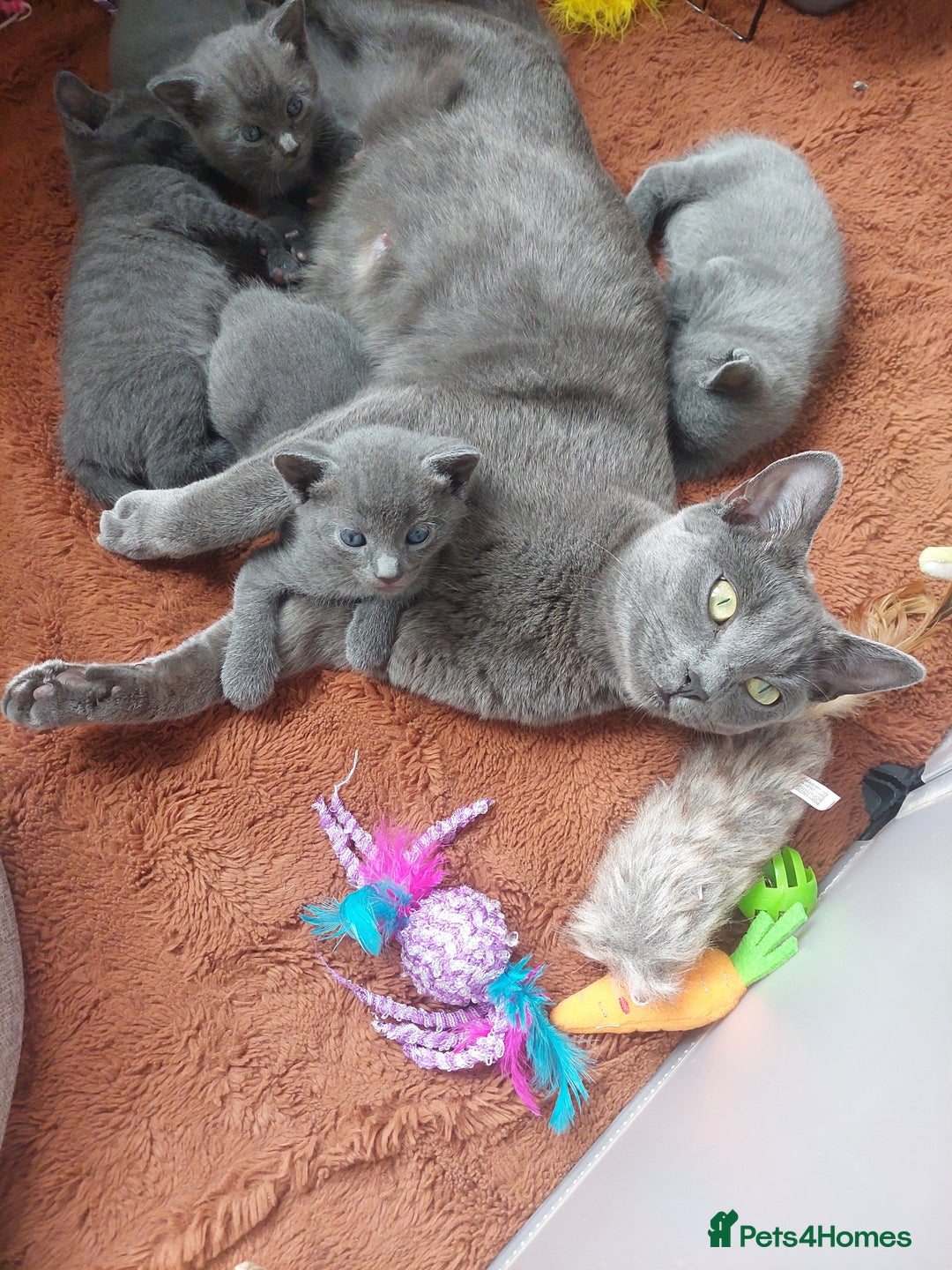 British Shorthair cats for sale: Beautiful grey kittens - ready from 14/9/25 - Image 6