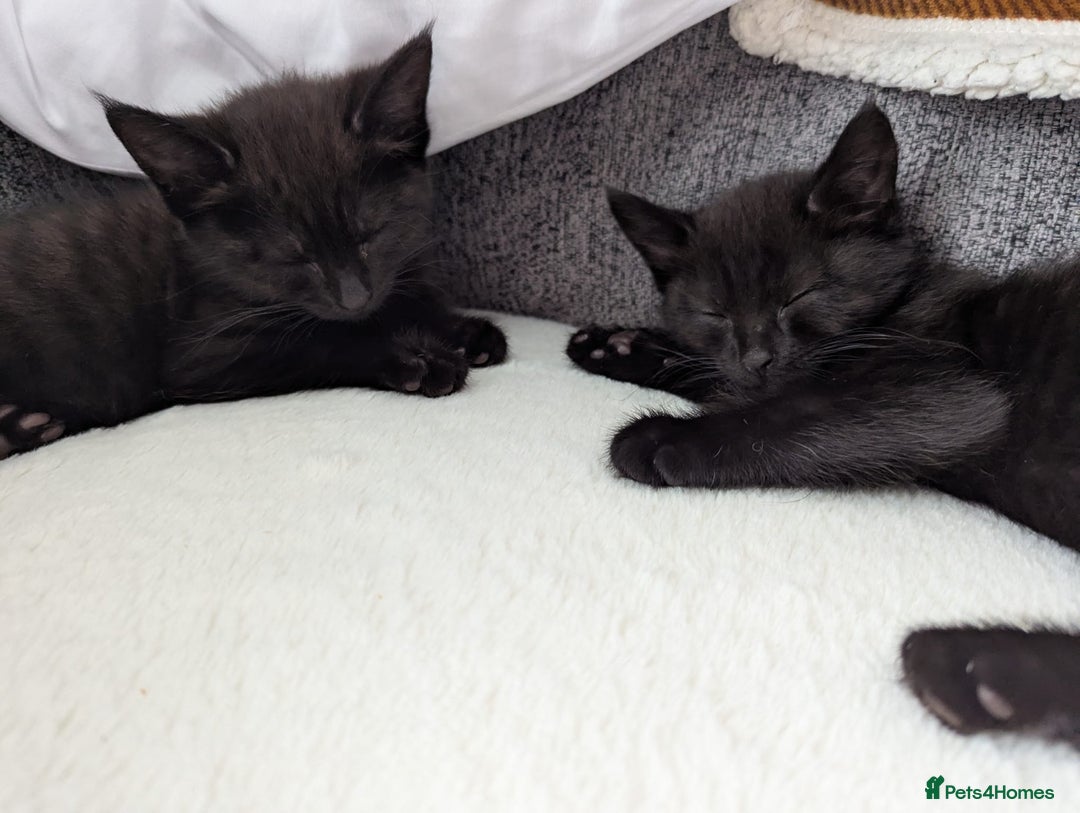 Mixed Breed cats for sale: 2 kittens 9 weeks old....Pumpkin and Boo - Image 4