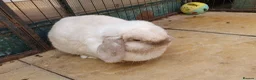 Mini Lop rabbits for sale: Spayed/neutered rabbits for adoption Vac rhd2 - Advert 13