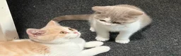 British Shorthair cats for sale: 3 Gorgeous TICA registered kittens  - Advert 8
