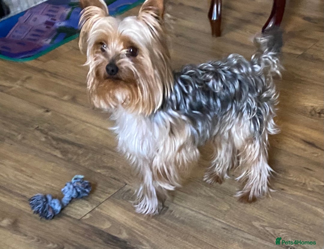 Yorkshire Terrier dogs for sale: Yorkshire terrier mini 1 female 3 male puppies  - Image 5