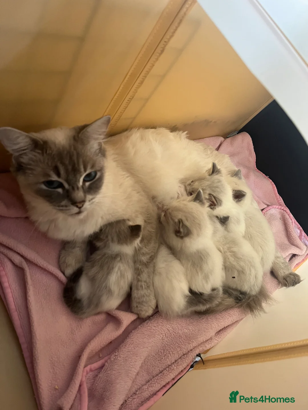 Ragdoll cats for sale: Male ragdoll kittens  - Advert 1
