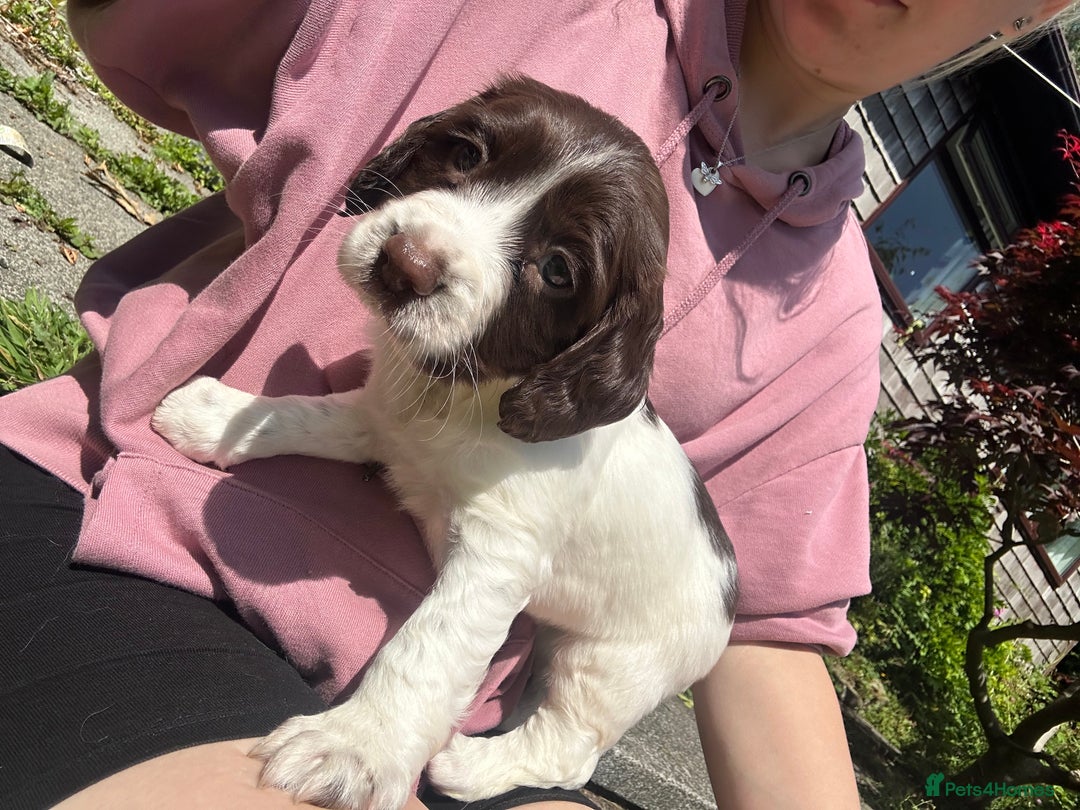 English Springer Spaniel dogs for sale: Springer Spaniel Puppies in Wigan - Image 4