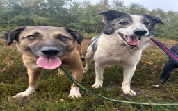 Mixed Breed dogs for adoption: Matteo - Norwich Norfolk  - Image 8