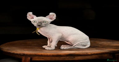 Sphynx cats - Advert 14
