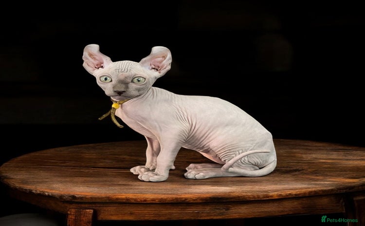 Sphynx cats - Advert 11