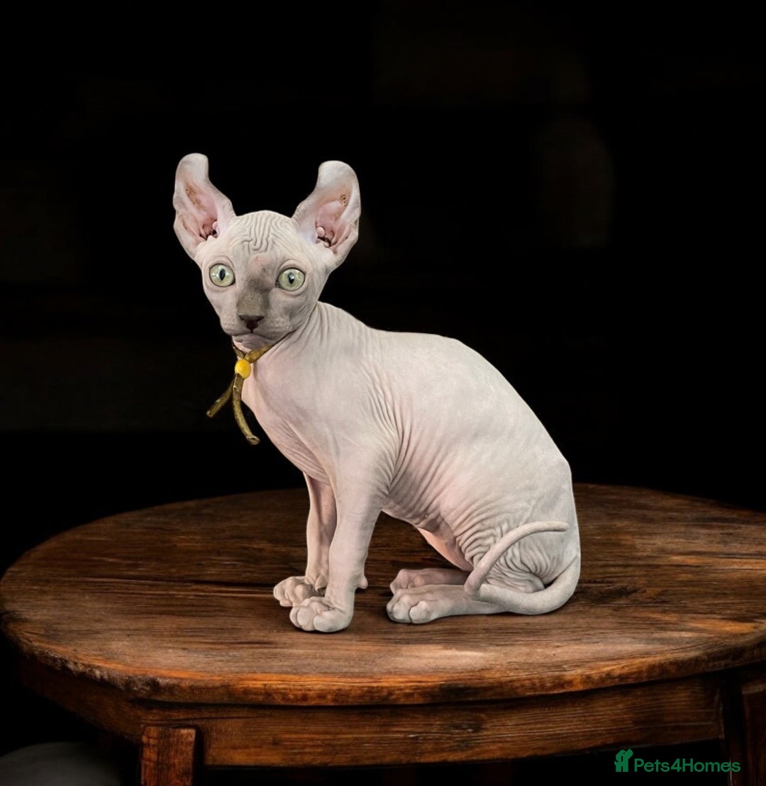 Sphynx cats for sale: Pedigree Sphynx kittens Tica Registered - Image 1