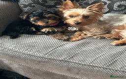 Yorkshire Terrier dogs for sale: Ready to leave  - Image 3