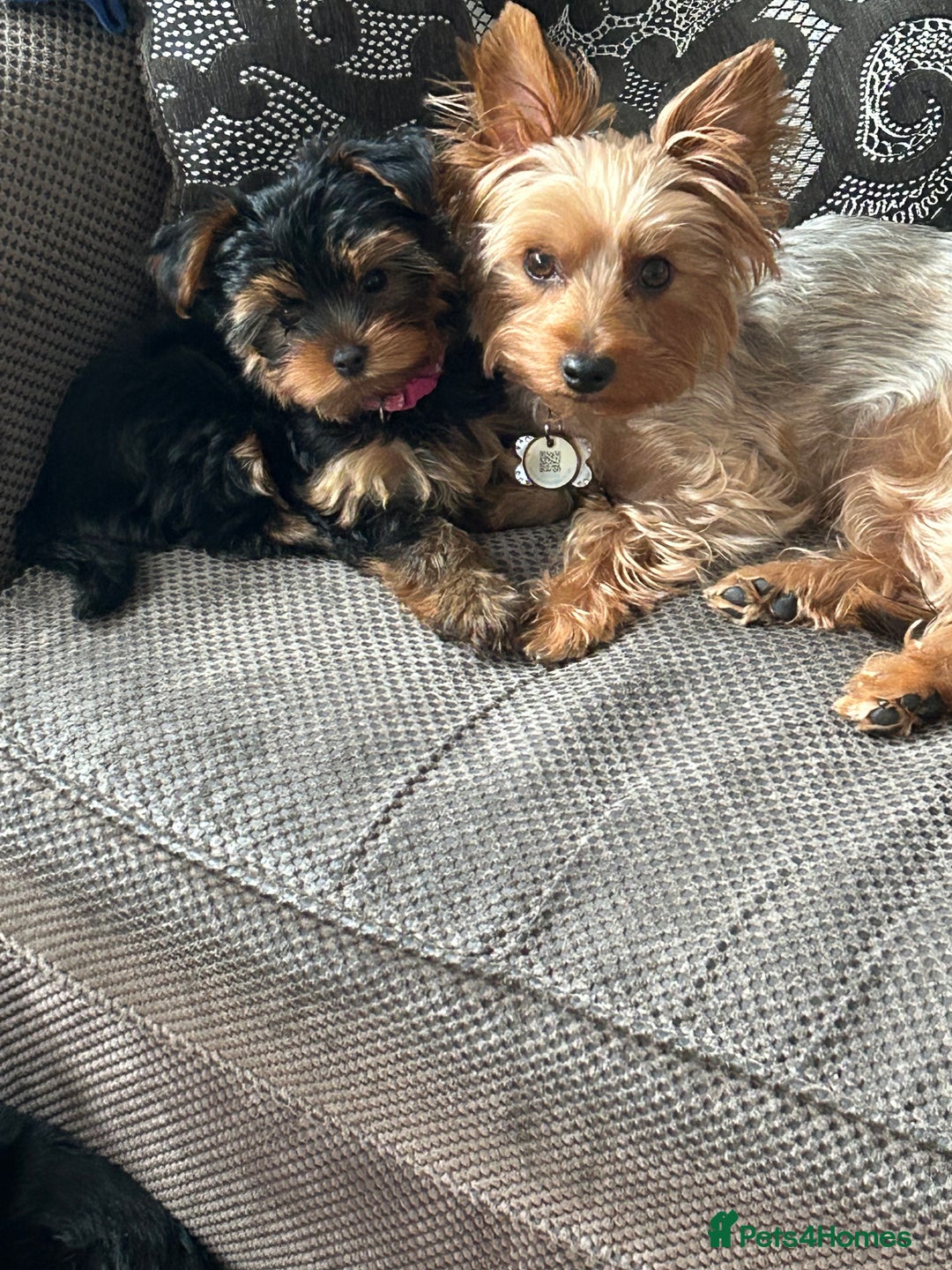 Yorkshire Terrier dogs for sale: Ready to leave  - Image 3