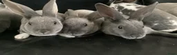 Rex rabbits for sale: Mini rex - Advert 2