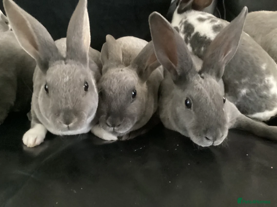 Rex rabbits for sale: Mini rex - Advert 2