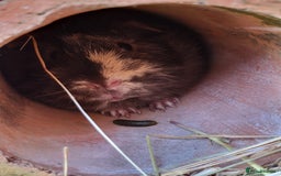 Guinea Pig rodents for sale: 2 seperated male guinea pigs - Image 5