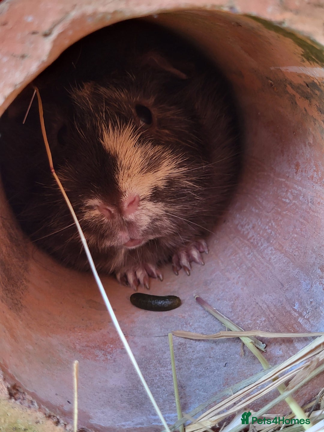 Guinea Pig rodents for sale: 2 seperated male guinea pigs - Image 5
