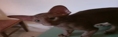 Cornelius 
