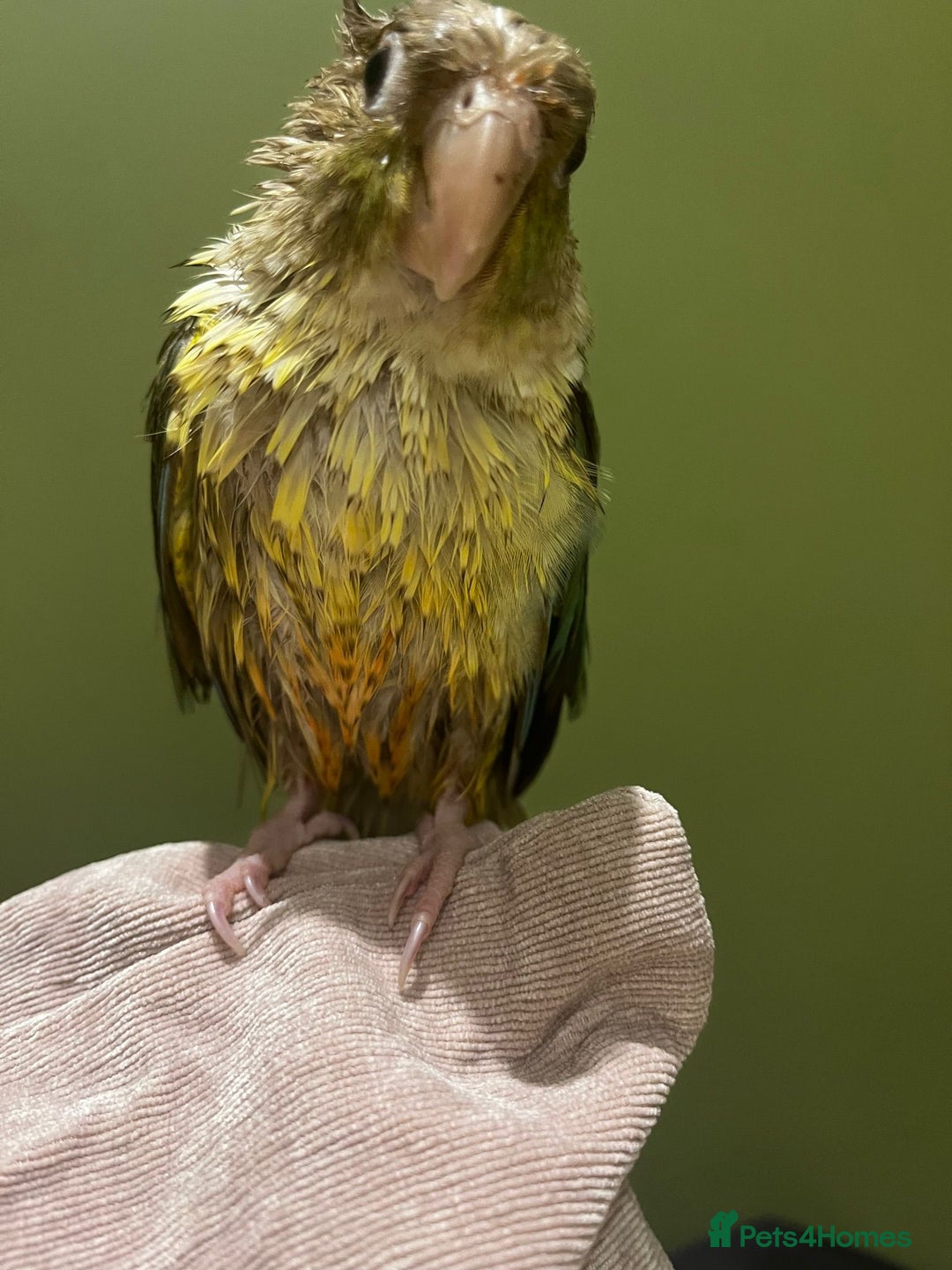 Conures birds for sale: Olive is looking for a new home - Image 3