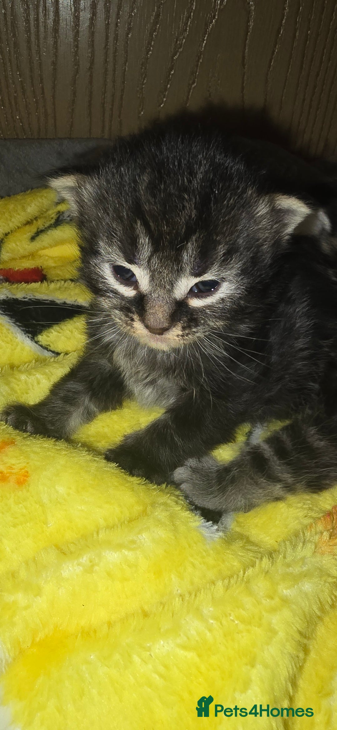 Maine Coon cats for sale: Maincoone  - Image 6