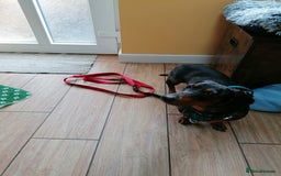 Dachshund dogs for adoption: 💖🐶 Ginny 🐶💖 - Image 3