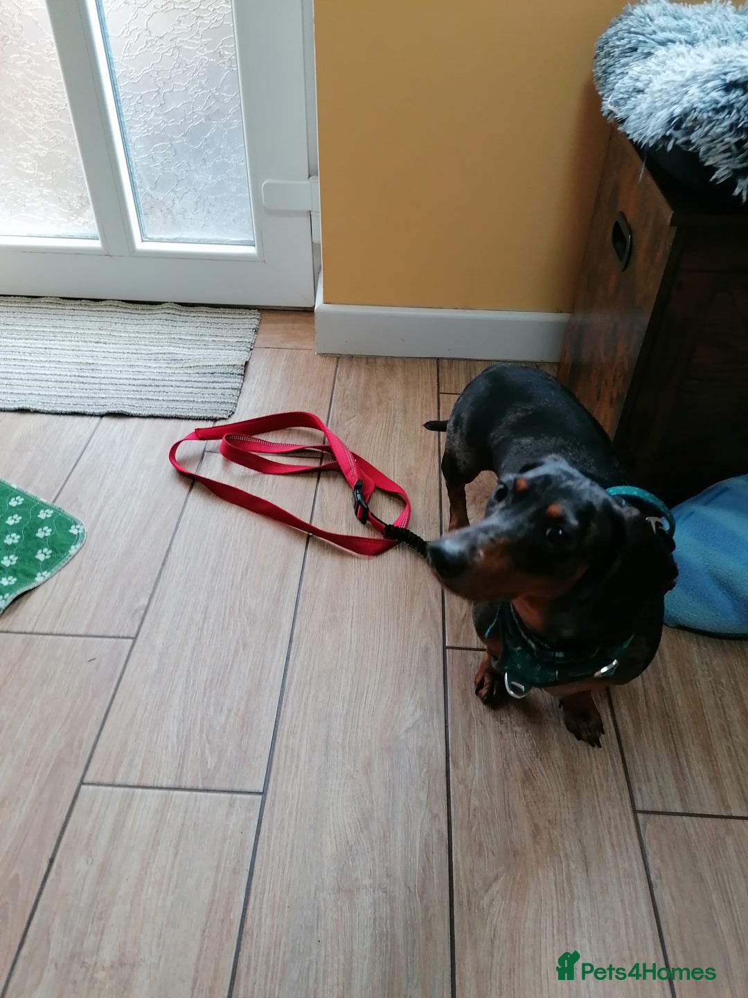Dachshund dogs for adoption: 💖🐶 Ginny 🐶💖 - Image 3
