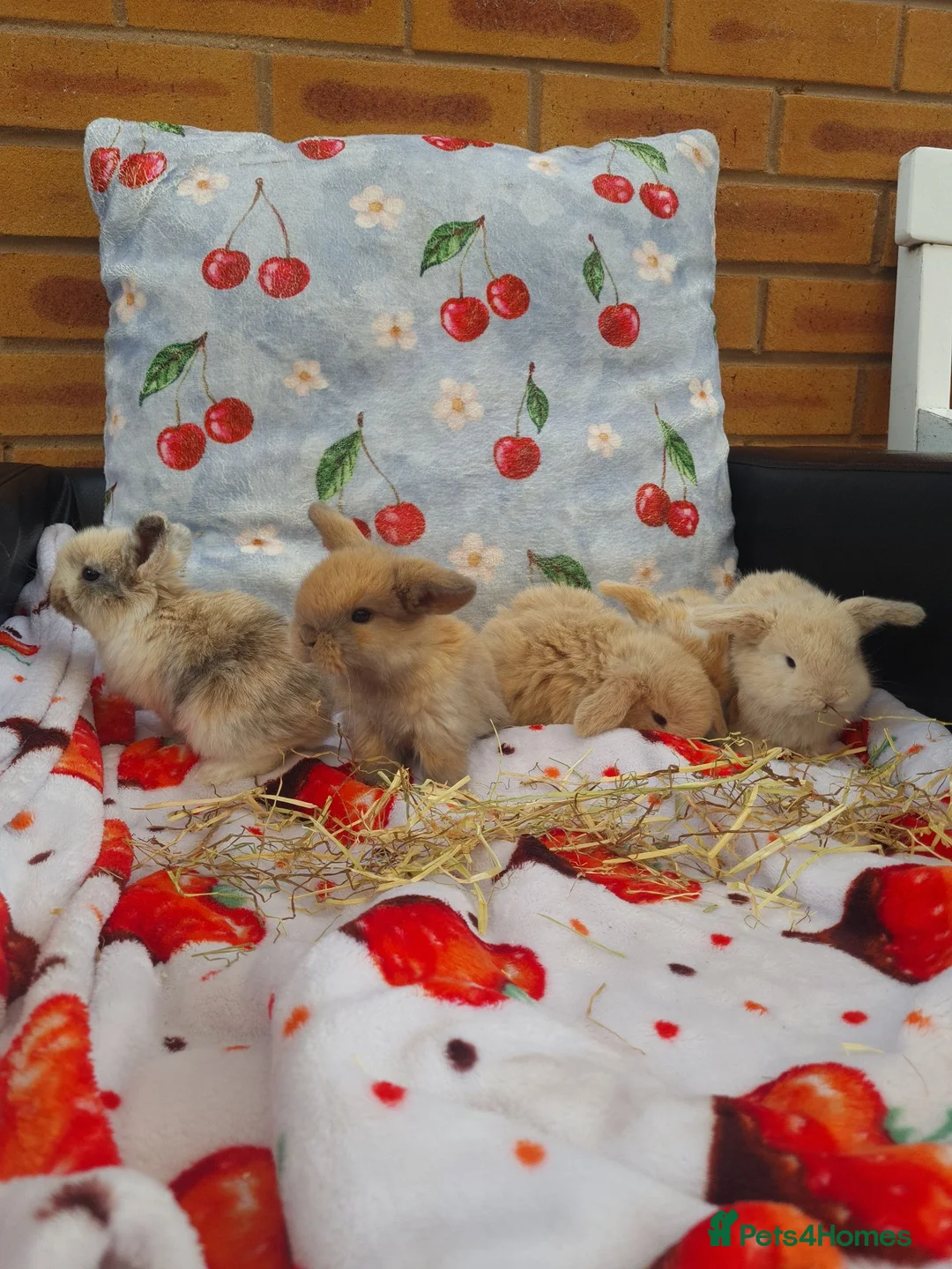 Mini Lop rabbits for sale: Paisley's Bunny Barn  - Advert 1