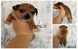 Mixed Breed dogs for sale: Beautiful terrier puppies - Image 3