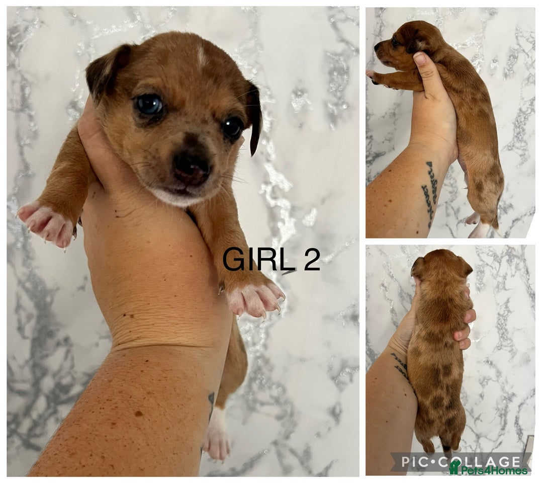 Mixed Breed dogs for sale: Beautiful terrier puppies - Image 3