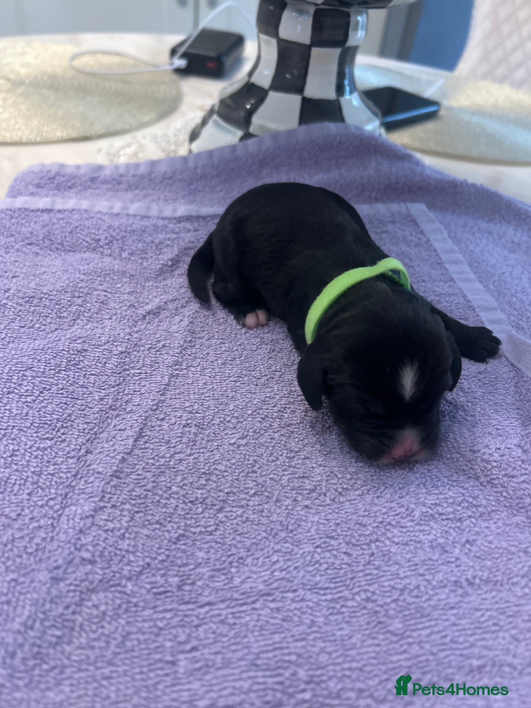 Cocker Spaniel dogs for sale: K C registered Cocker spaniel puppies  - Advert 8